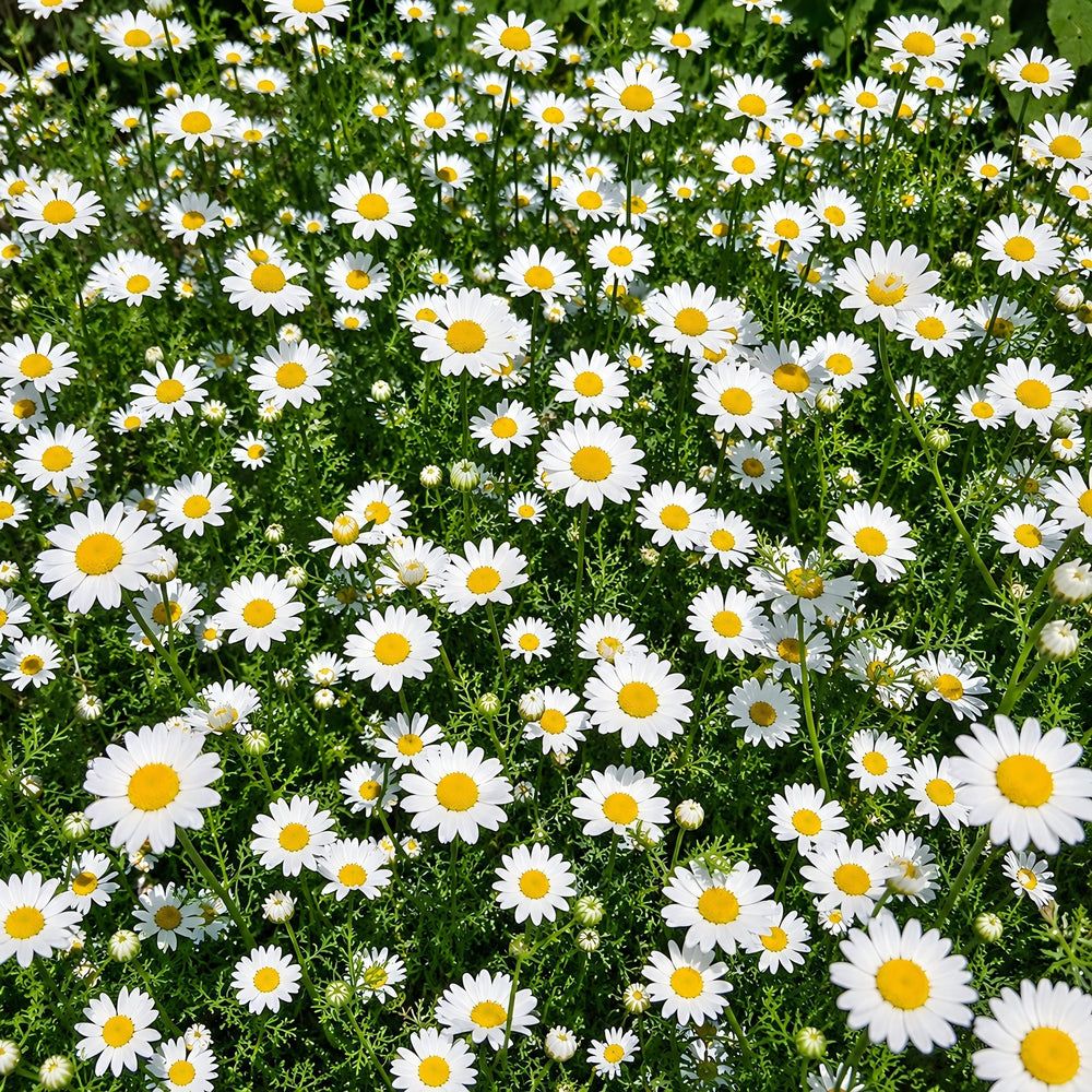 Chamomilla Recutita (Matricaria) Flower