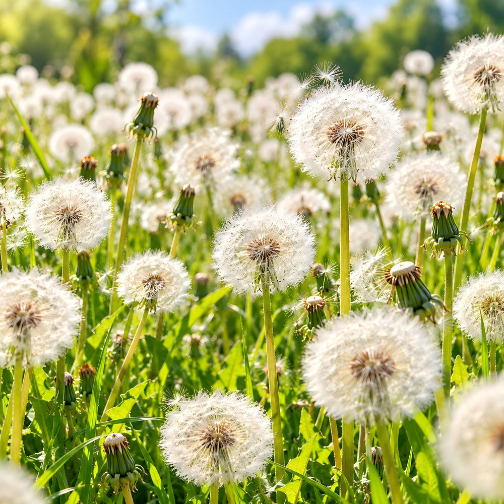Taraxacum Officinale Leaf