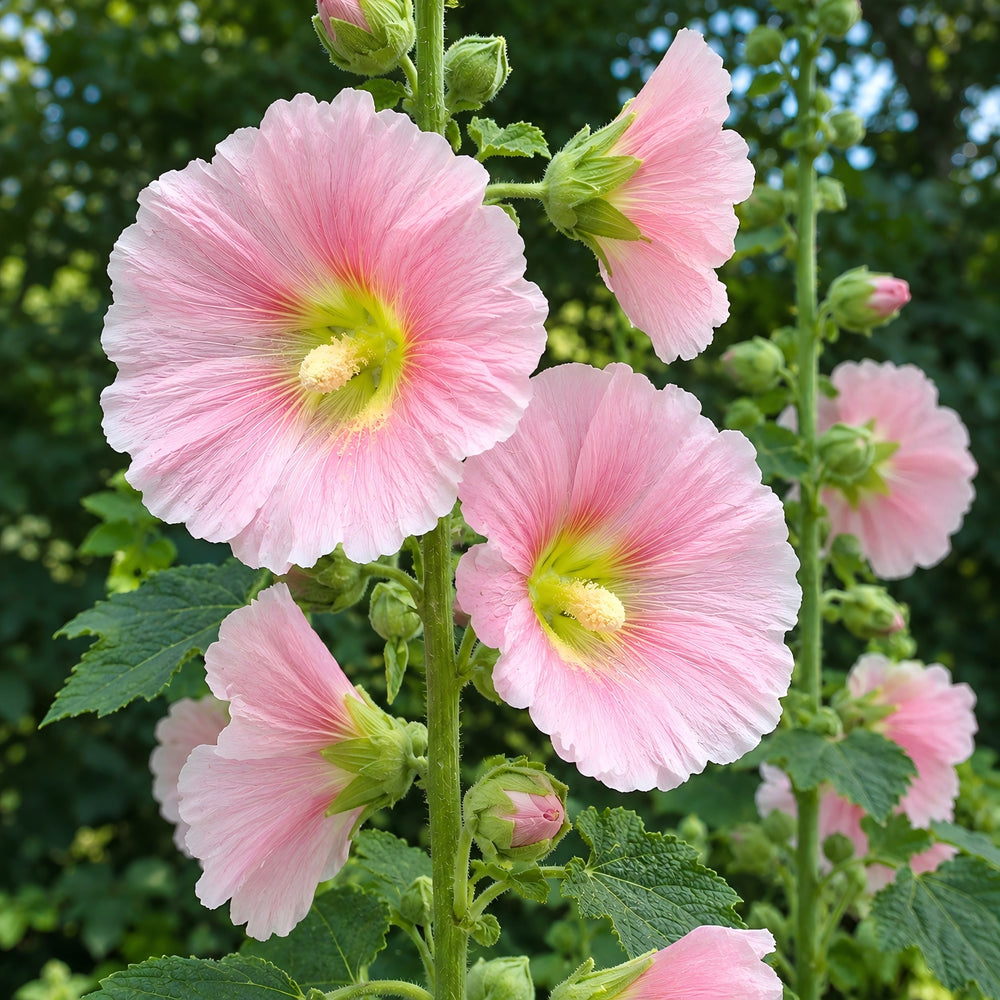 Malva Sylvestris (Mallow) Flower