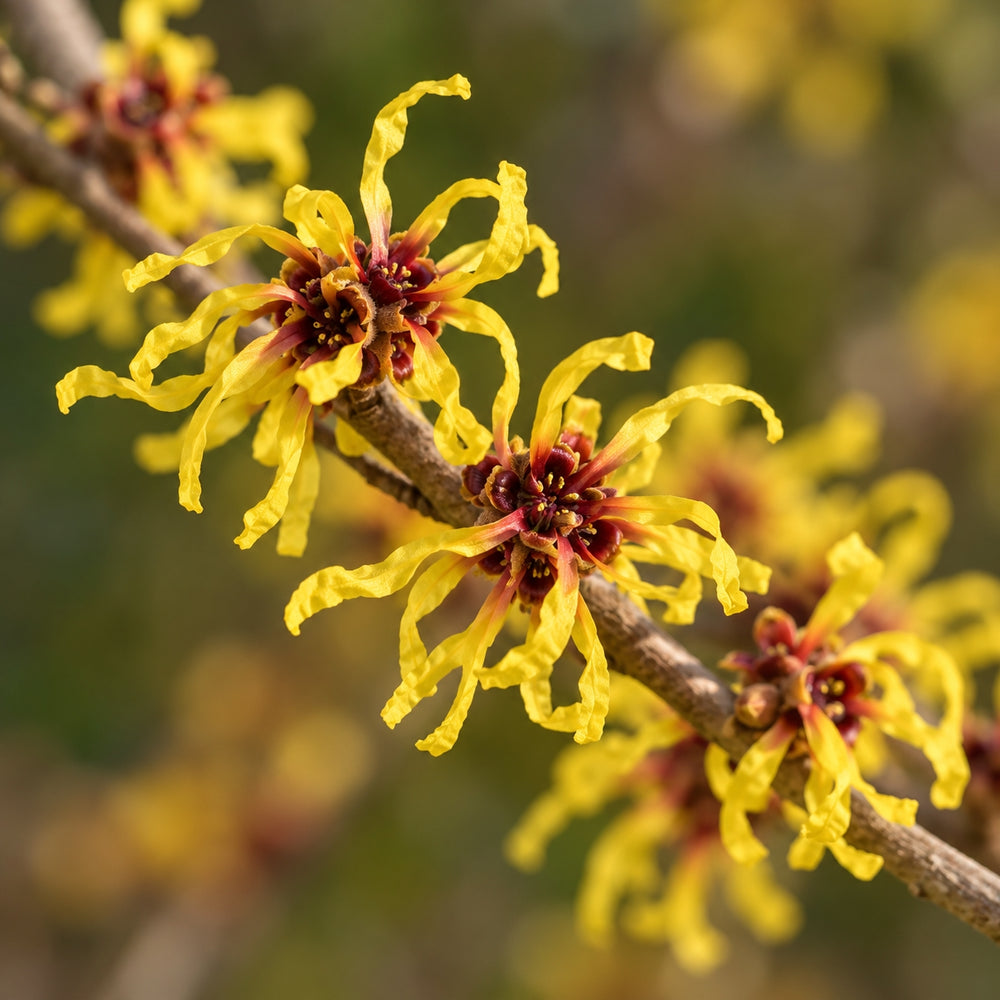 Witch Hazel
