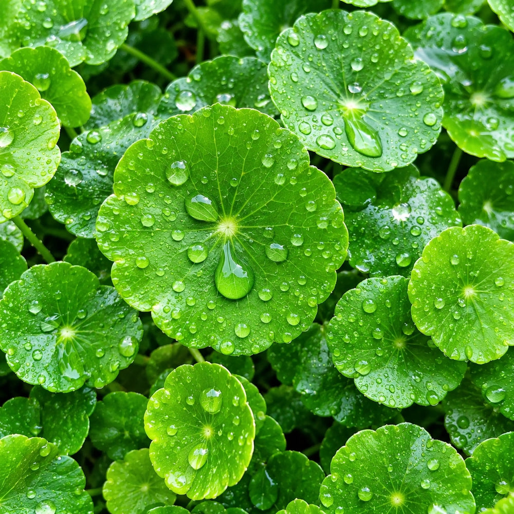 Centella Asiatica